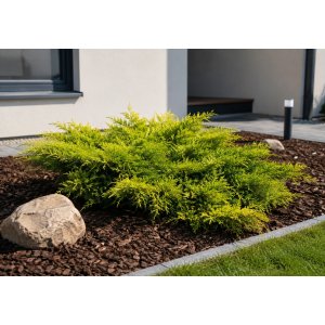 Borievka prostredná (Juniperus media) ´PFITZERIANA AUREA´ - výška 30-40 cm, ⌀ 30-40 cm, kont. C3L